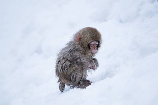 Snow Monkey Park & Zenkoji Temple Nagano Pvt. Full Day Tour. - Hosts Response