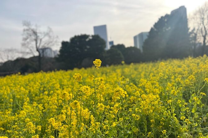 Guided Walking Tour in Hama Rikyu Gardens - Tour Capacity and Cancellation Policy