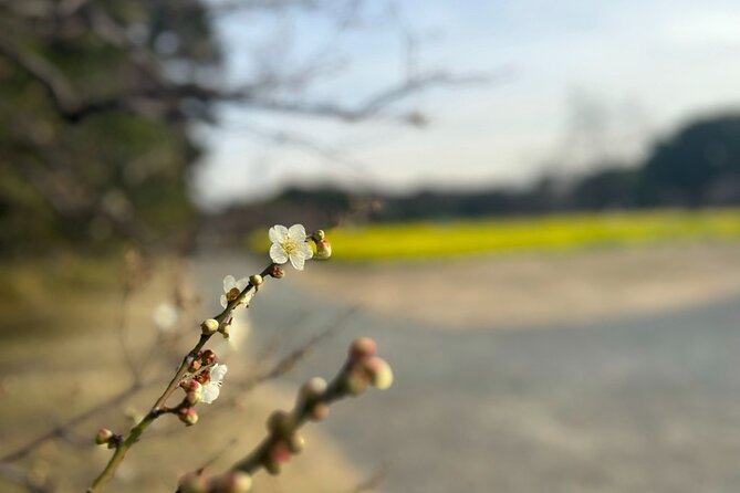 Hama Rikyu Gardens and Surroundings Guided Waking Tour - Frequently Asked Questions