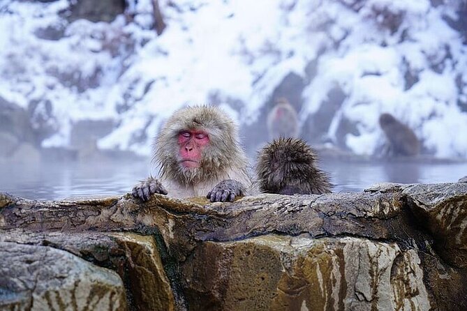 One Day Tour to Snow Monkey and Zenkoji Temple Sake in Nagano - Key Takeaways