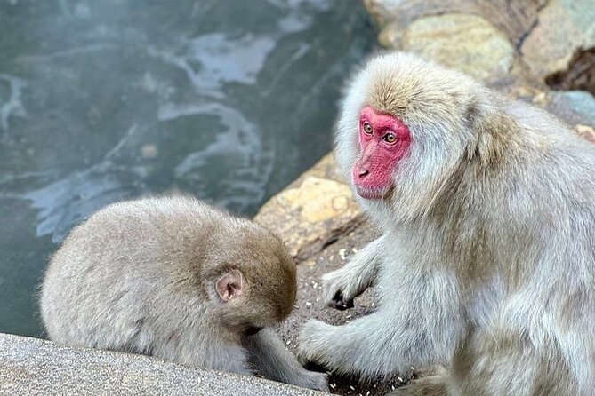 One Day Tour to Snow Monkey and Zenkoji Temple Sake in Nagano - Meeting and Pickup