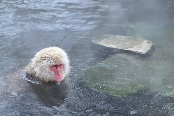 One Day Tour to Snow Monkey and Zenkoji Temple Sake in Nagano - Directions