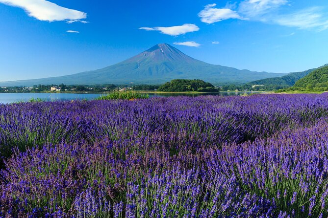 Mt. Fuji Flower Festival Tour With Ropeway Experience From Tokyo - Reviews and Feedback