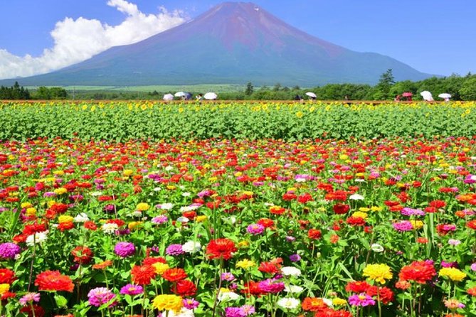 Mt. Fuji Flower Festival Tour With Ropeway Experience From Tokyo - Frequently Asked Questions