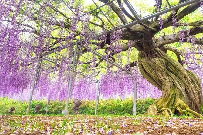 Hitachi National Seaside Park`s Flowers & Ashikaga Flower Park - Key Takeaways