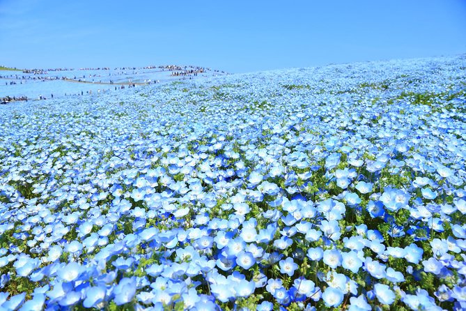 Hitachi National Seaside Park`s Flowers & Ashikaga Flower Park - Directions