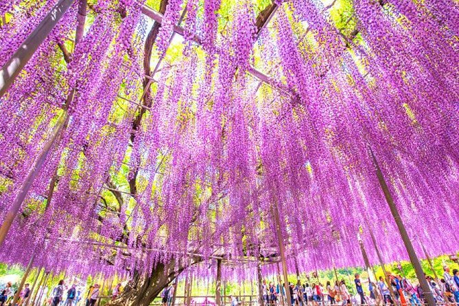 Hitachi National Seaside Park`s Flowers & Ashikaga Flower Park - Cancellation Policy