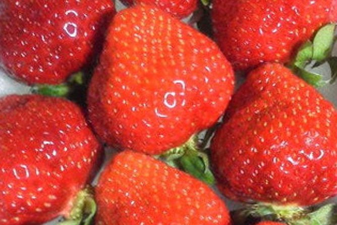 Short Day Trip Chater Bus to Strawberry Picking & Shop in Fukuoka - Cancellation Policy Details