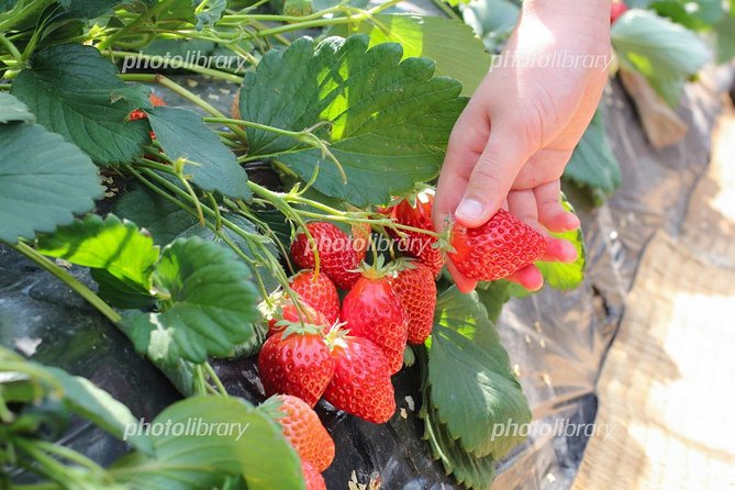 Short Day Trip Chater Bus to Strawberry Picking & Shop in Fukuoka - Frequently Asked Questions