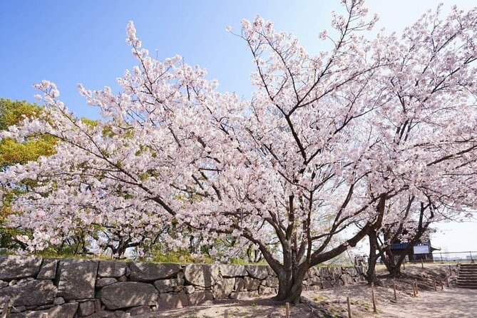 Private and Unique Fukuoka Cherry Blossom Sakura Experience - End Point: Returns to Meeting Point