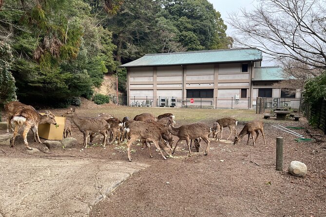 Miyajima Island Tour With Certified Local Guide - Guides Expertise