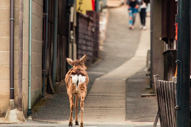 1-Day Private Sightseeing Tour in Hiroshima and Miyajima Island - Frequently Asked Questions