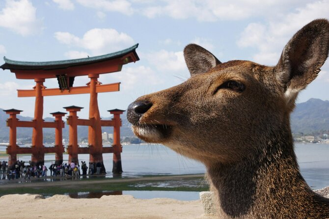 Miyajima & Tottori 2 Day Bus Tour From Hiroshima, Osaka, or Kyoto - Additional Tour Information