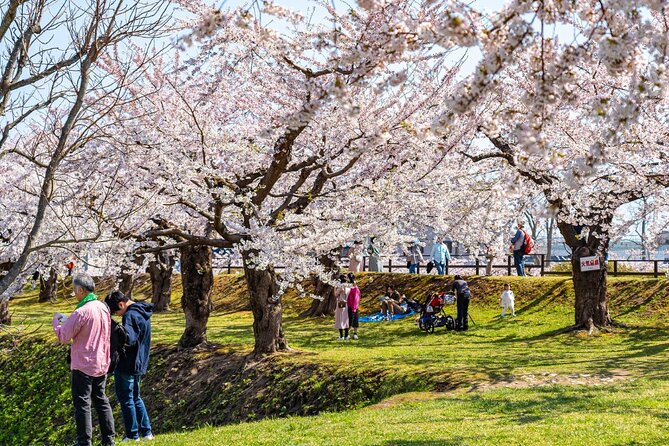 4 Hour Private Cherry Blossom Sakura Experience in Nagasaki - Price and Booking