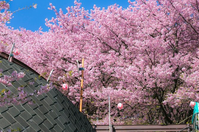 4 Hour Private Cherry Blossom Sakura Experience in Nagasaki - Frequently Asked Questions