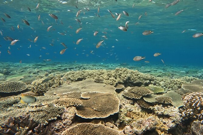 NAHA Snorkeling Boat Trip (Afternoon Half-day ) - Directions and Meeting Point