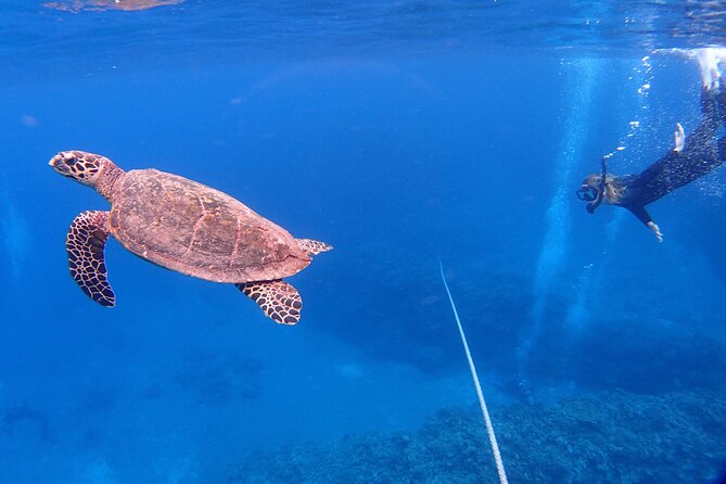 NAHA Snorkeling Boat Trip (Afternoon Half-day ) - Whats Included