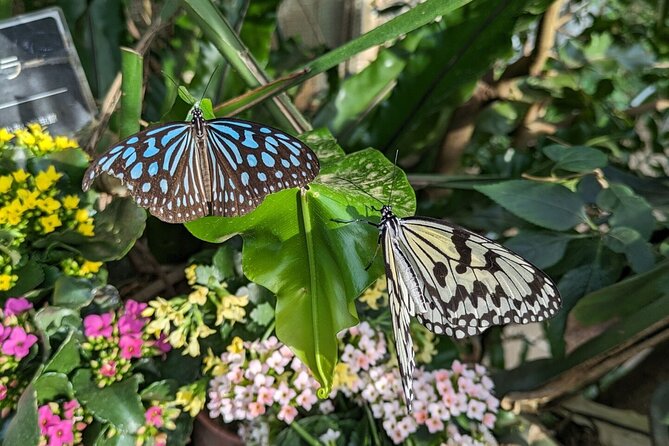 Kanazawa Temples Panoramic Landscape Views and Butterflies - Meeting and Pickup