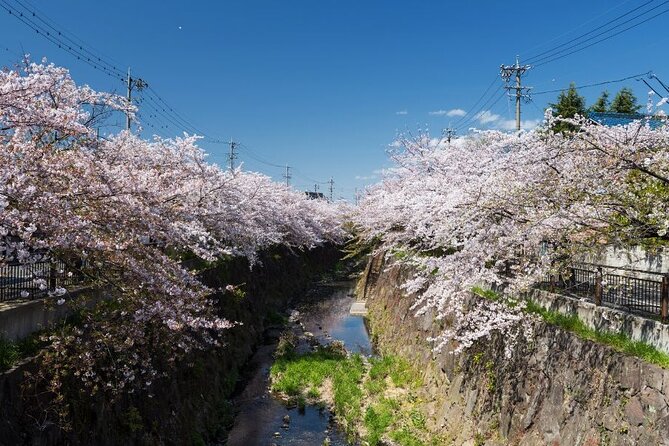 Private & Unique Nagoya Cherry Blossom Sakura Experience - Key Takeaways