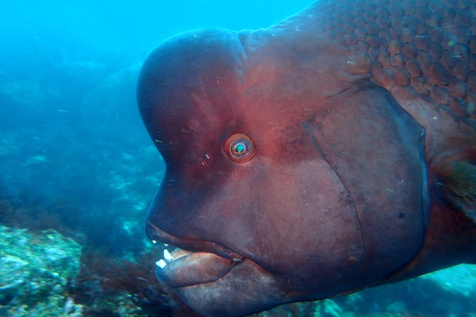 Lets Enjoy Scuba Diving in Izu Oceanic Park Izu Peninsula for Certificate Diver - Activity Details and Inclusions