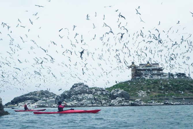 A Sea Kayak Tour of Kabushima Island, the Home of 30,000 Black-Tailed Gulls - Key Takeaways