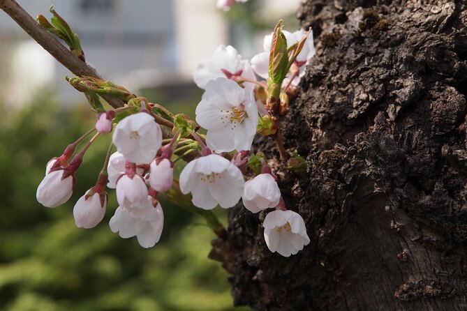 Full-Day Jomon World Heritage Site Tour in Hirosaki Area - Inclusions