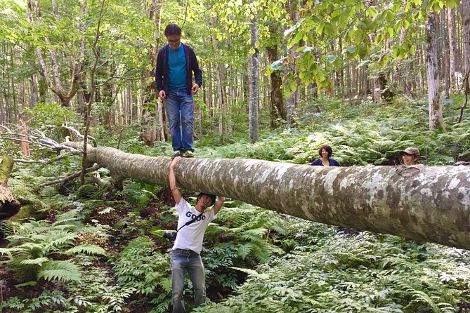 Forest Healing Around the Giant Beech and Katsura Trees - Key Takeaways