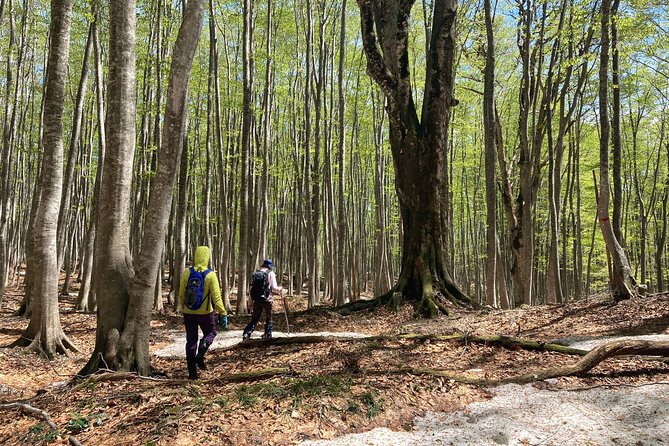 Forest Healing Around the Giant Beech and Katsura Trees - Directions