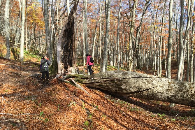 Forest Healing Around the Giant Beech and Katsura Trees - Cancellation Policy