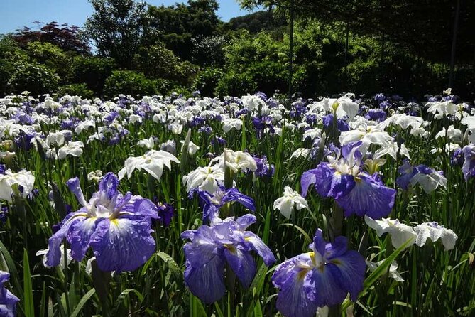 Entry Ticket to Ashikaga Flower Park in Japan - Frequently Asked Questions