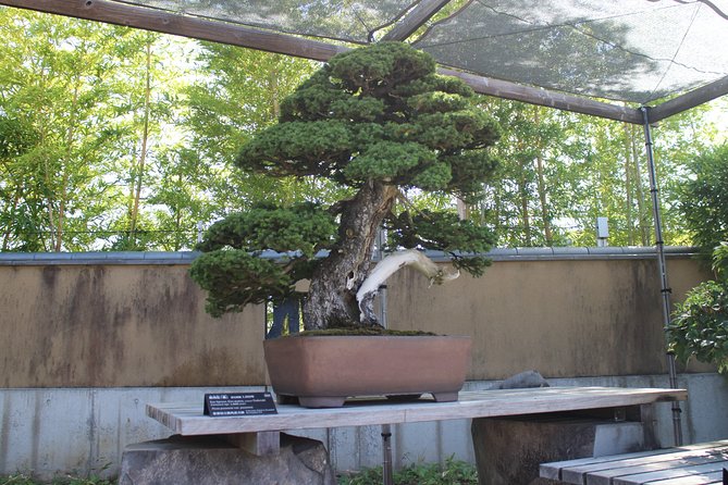 Bonsai Museum & Bonsai Experience - Key Takeaways