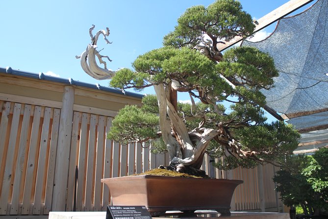 Bonsai Museum & Bonsai Experience - Bonsai Experience