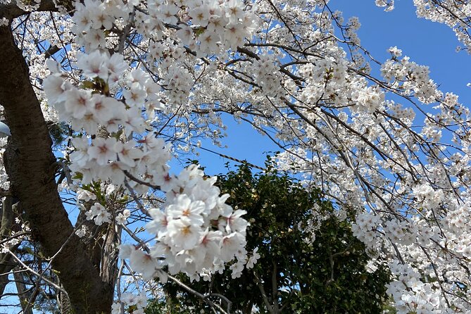 Sakura Park and Old Town Private Tour - Directions & End Point