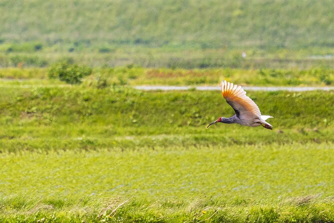 Sado Island Tour With Licensed Guide and Vehicle (Niigata Dep.) - Meeting and Pickup Details