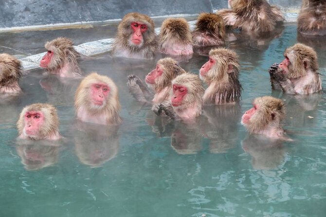 1-Day Private Snow Monkey ZenkoJi Temple & SakeTasting NaganoTour - Frequently Asked Questions