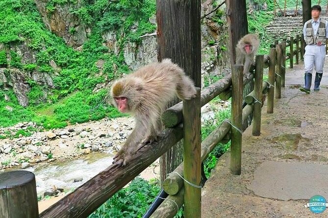 1-Day Private Snow Monkey ZenkoJi Temple & SakeTasting NaganoTour - Conclusion