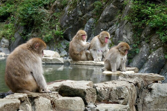 1-Day Private Snow Monkey ZenkoJi Temple & SakeTasting NaganoTour - Additional Activities and Recommendations