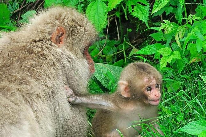 1-Day Private Snow Monkey ZenkoJi Temple & SakeTasting NaganoTour - Booking and Confirmation Details