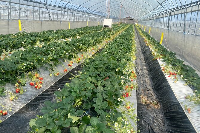 Kanko Strawberry Yamashiroen in Yamanashi - Meeting and Pickup