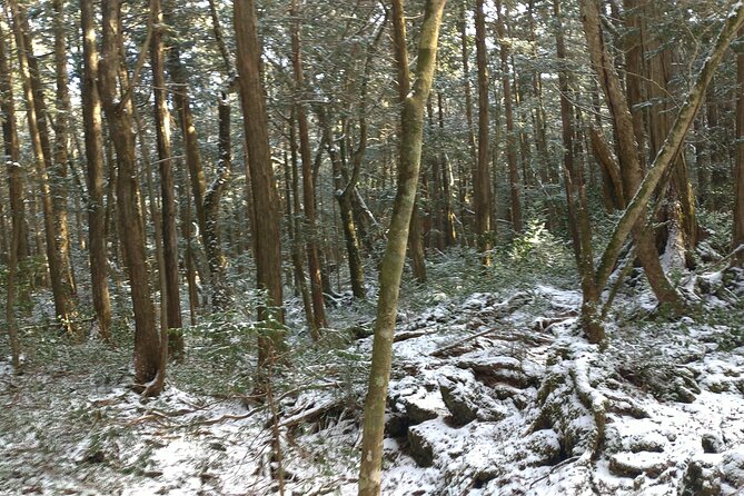 Exploring Mt Fuji Ice Cave and Sea of Trees Forest - Last Words