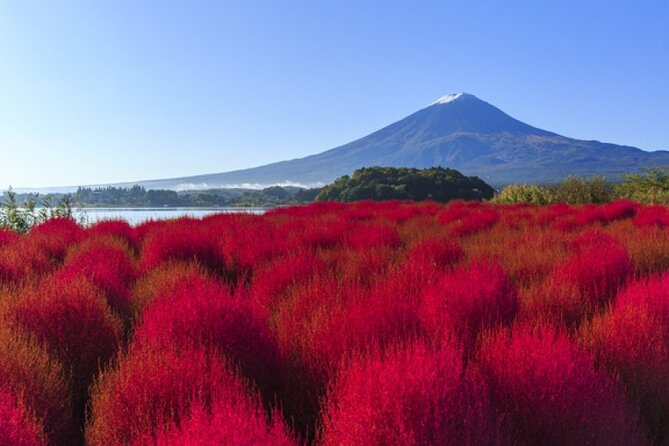 Mt. Fuji, Mt Fuji Panoramic Ropeway & Seasonal Fruits Picking - Host Responses