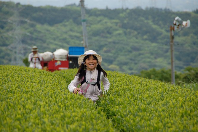 Experience Tea Picking With a Tea Farmer, and Tempura Lunch With Picked Tea Leaves - Key Takeaways