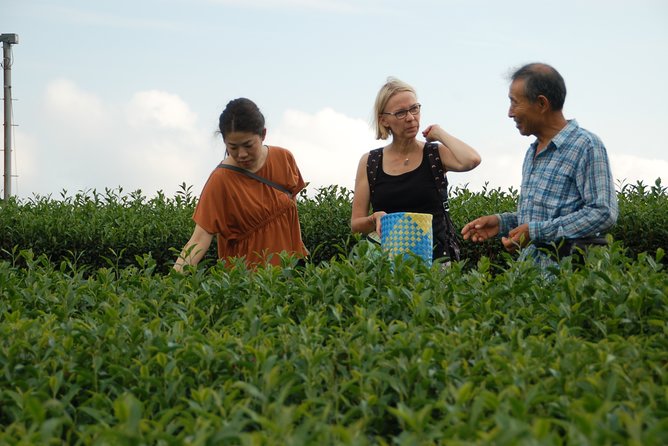 Experience Tea Picking With a Tea Farmer, and Tempura Lunch With Picked Tea Leaves - Food Included