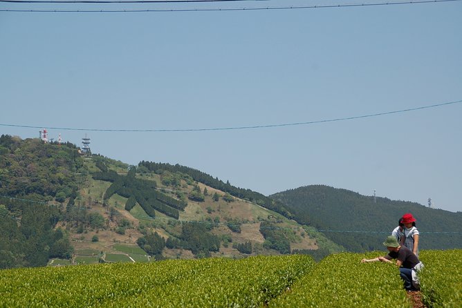 Experience Tea Picking With a Tea Farmer, and Tempura Lunch With Picked Tea Leaves - Directions and Transportation