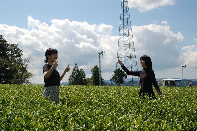 Experience Tea Picking With a Tea Farmer, and Tempura Lunch With Picked Tea Leaves - Activity Specifics