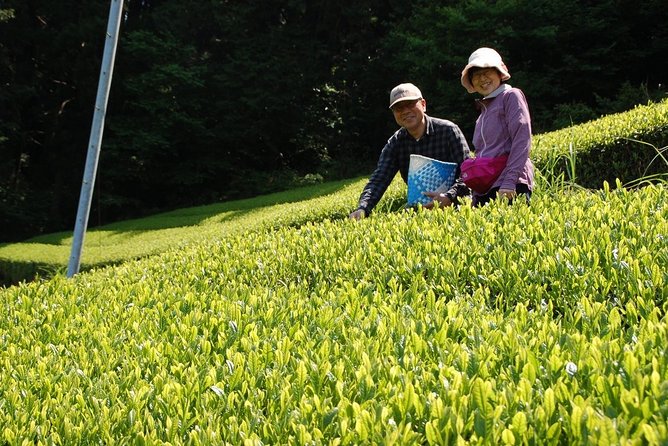 Experience Tea Picking With a Tea Farmer, and Tempura Lunch With Picked Tea Leaves - Restrictions and Cancellation Policy