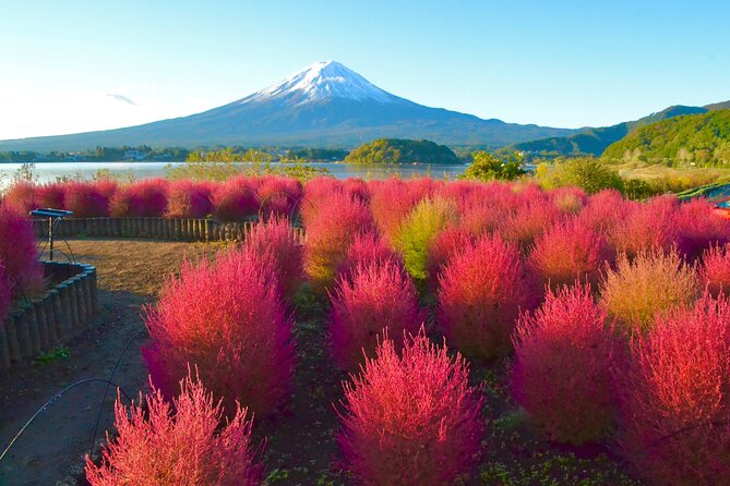 Full Day Tour to Mount Fuji - Pricing and Reservation