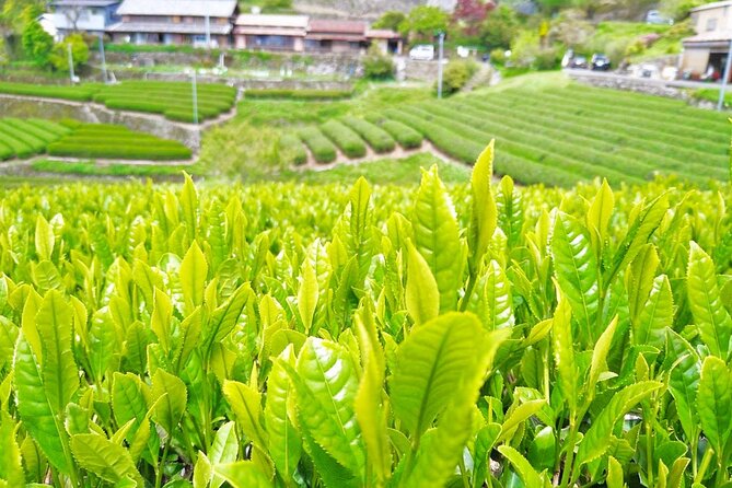 Famous Soba Restaurant Hidden in a Mountain Village ＆ Tea Picking - Activities Offered