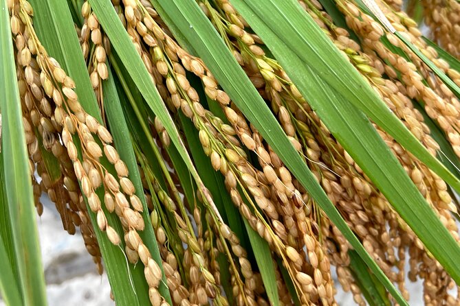 Private Rice Agriculture Experience in Mie - Inclusions Provided