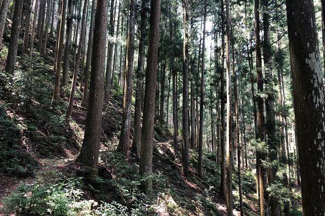 Historic and Natural Guided Hike in Yoshino - Reviews and Ratings